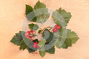 Hawthorn twigs with red fruits on wooden surface, top view