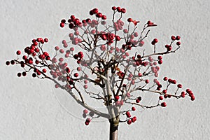 Hawthorn on white. Hawthorn fruit