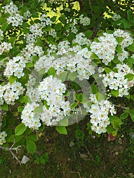 Hawthorn â€“ Crataegus macrosperma