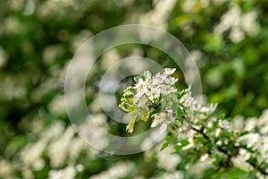 Hawthorne blossom taken in the UK