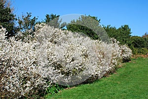 Hawthorne hedge photo