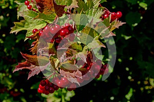 Hawthorne Tree Berries Getting Ready for Fall