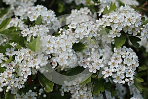 Hawthorns Flowers