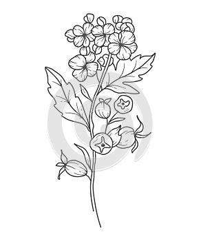 Hawthorns Line Art. Hawthorns outline Illustration. May Birth Month Flower. Hawthorns outline isolated on white.