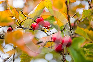 Hawthorns on a tree