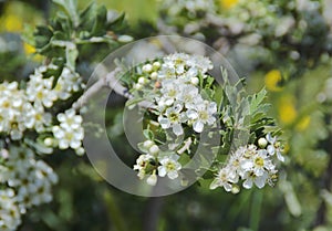 hawthorns white flowers .