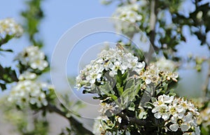 Hawthorns white flowers .