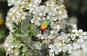 Juke on the hawthorns white flowers .