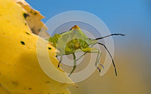 Hawtorn shield bug, Acanthosoma haemorrhoidale on birch leaf