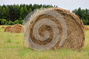 Hay