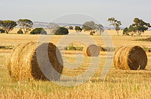 Hay