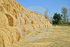 Hay