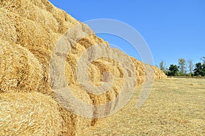 Hay