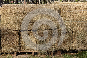 Hay for animal feed