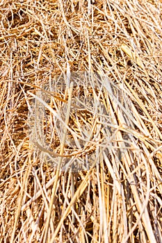 Hay background - straw texture