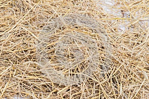 Hay backgrund texture. Dry grass for winter animals wood