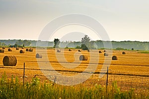 Hay Bails in a Field photo