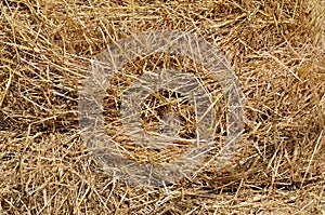 Hay bale photo