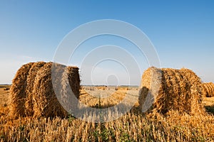 Hay bale. Agriculture field with sky. Rural nature in the farm land. Straw on the meadow. Wheat yellow golden harvest in summer.