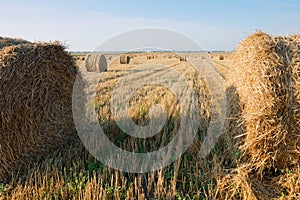 Hay bale. Agriculture field with sky. Rural nature in the farm land. Straw on the meadow. Wheat yellow golden harvest in summer.