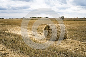 Hay bale. Agriculture field with sky. Rural nature in the farm land. Straw on the meadow. Wheat yellow golden harvest in summer. C