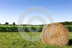 Hay Bale in Corn Field