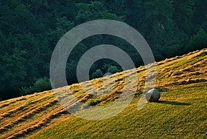 Hay bale in countryside