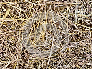 Hay bale photo