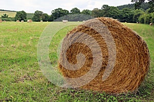 Hay bale in a field