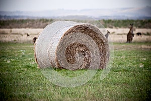 Hay bale in a field