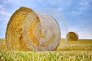Hay, bale and field with stack of grass from harvest of straw in summer on farm with agriculture. Farming, landscape and