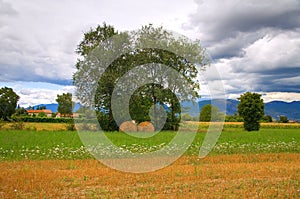 Hay bale field. Umbria. Italy.
