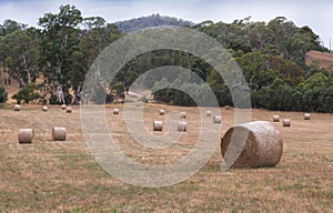 Hay bale on grass ground at Adelaide, Australia