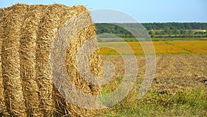 Hay bale. Harvested cereal plants. Round straw bale. Agriculture