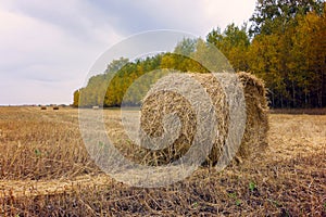 Hay bale. Haystack harvest field. ountryside natural landscape. Agriculture field haystacks in a village or farm with sky. Rural