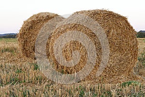 Hay bale. Haystacks harvested on a field in summer. Agriculture field haystack harvest scene.