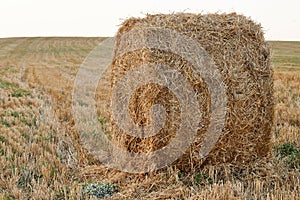 Hay bale. Haystacks harvested on a field in summer. Agriculture field haystack harvest scene.