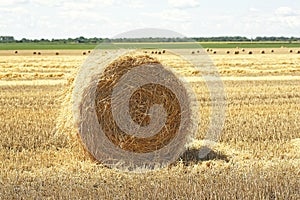 Hay bale. Haystacks harvested on field in summer. Haystack rolls on agriculture field landscape. Agriculture field haystack