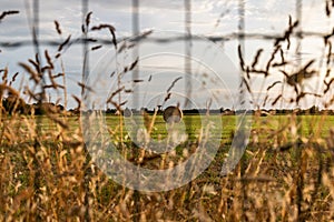 Hay bale in a meadow next to a ripe sunflower field