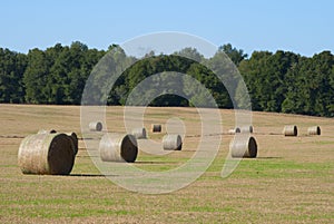 Hay bale rolls in a field