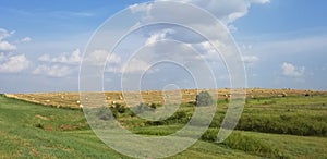 Hay Bale Rolls - Landscape with Golden Field and Blue Sky with White Clouds