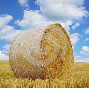 Hay, bale and stack on grass in field from harvest of straw in summer on farm with agriculture. Farming, haystack and