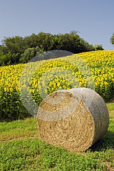 Hay bale with sunflower field