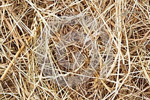 Hay bale texture, dry textured straw background, golden haystack in the rural field