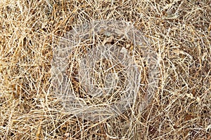 Hay bale texture, dry textured straw background, golden haystack in the rural field