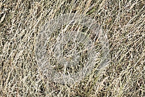 hay bale texture, dry textured straw background, golden haystack in the rural field