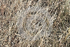 Hay bale texture, dry textured straw background, golden haystack in the rural field