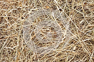 hay bale texture, dry textured straw background, golden haystack in the rural field