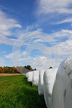 Hay bales