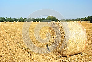 Hay bales